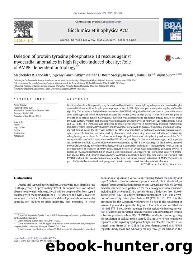 Deletion of protein tyrosine phosphatase 1B rescues against myocardial anomalies in high fat diet-induced obesity: Role of AMPK-dependent autophagy by Machender R. Kandadi & Evgeniy Panzhinskiy & Nathan D. Roe & Sreejayan Nair & Dahai Hu & Aijun Sun