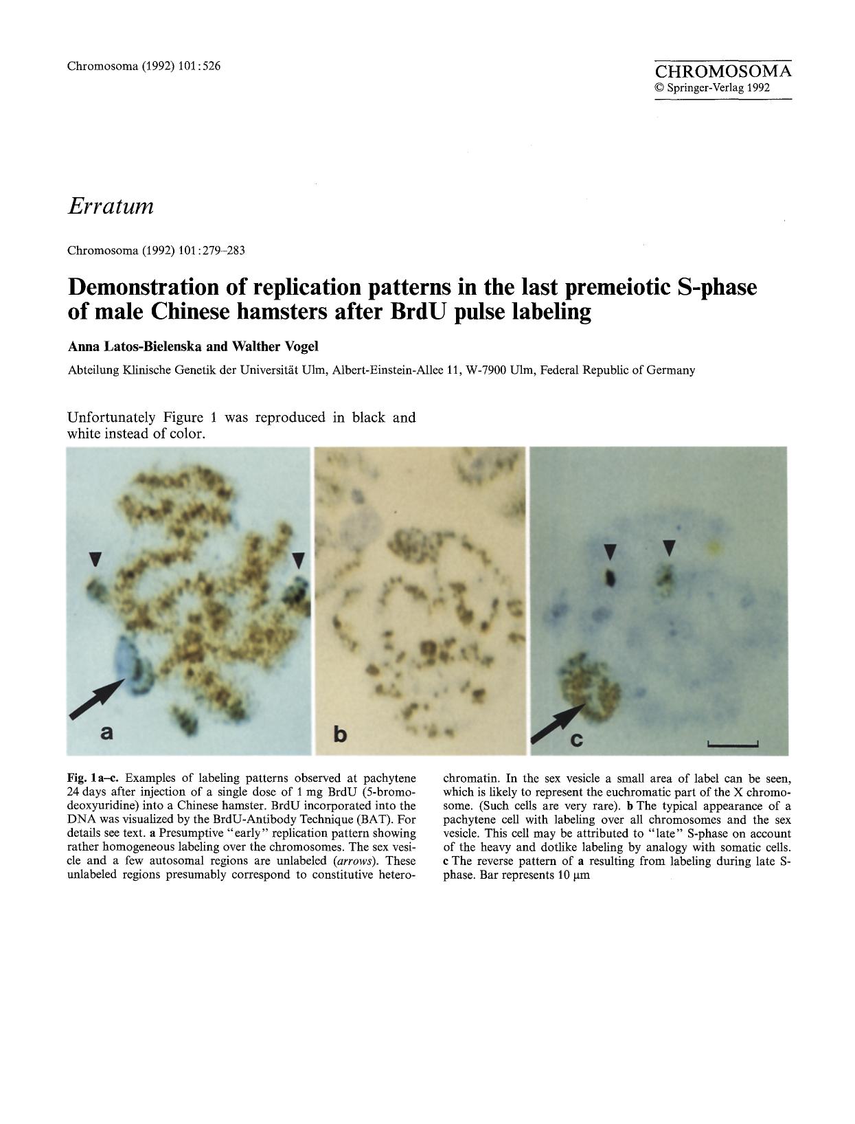 Demonstration of replication patterns in the last premeiotic S-phase of male Chinese hamsters after BrdU pulse labeling by Unknown