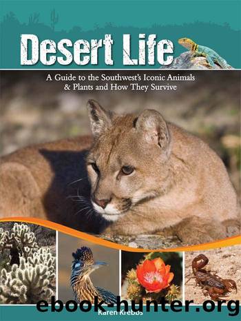 Desert Life by Karen Krebbs