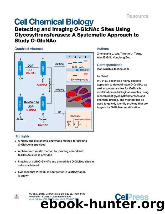 Detecting and Imaging O-GlcNAc Sites Using Glycosyltransferases: A Systematic Approach to Study O-GlcNAc by Zhengliang L. Wu & Timothy J. Tatge & Alex E. Grill & Yonglong Zou