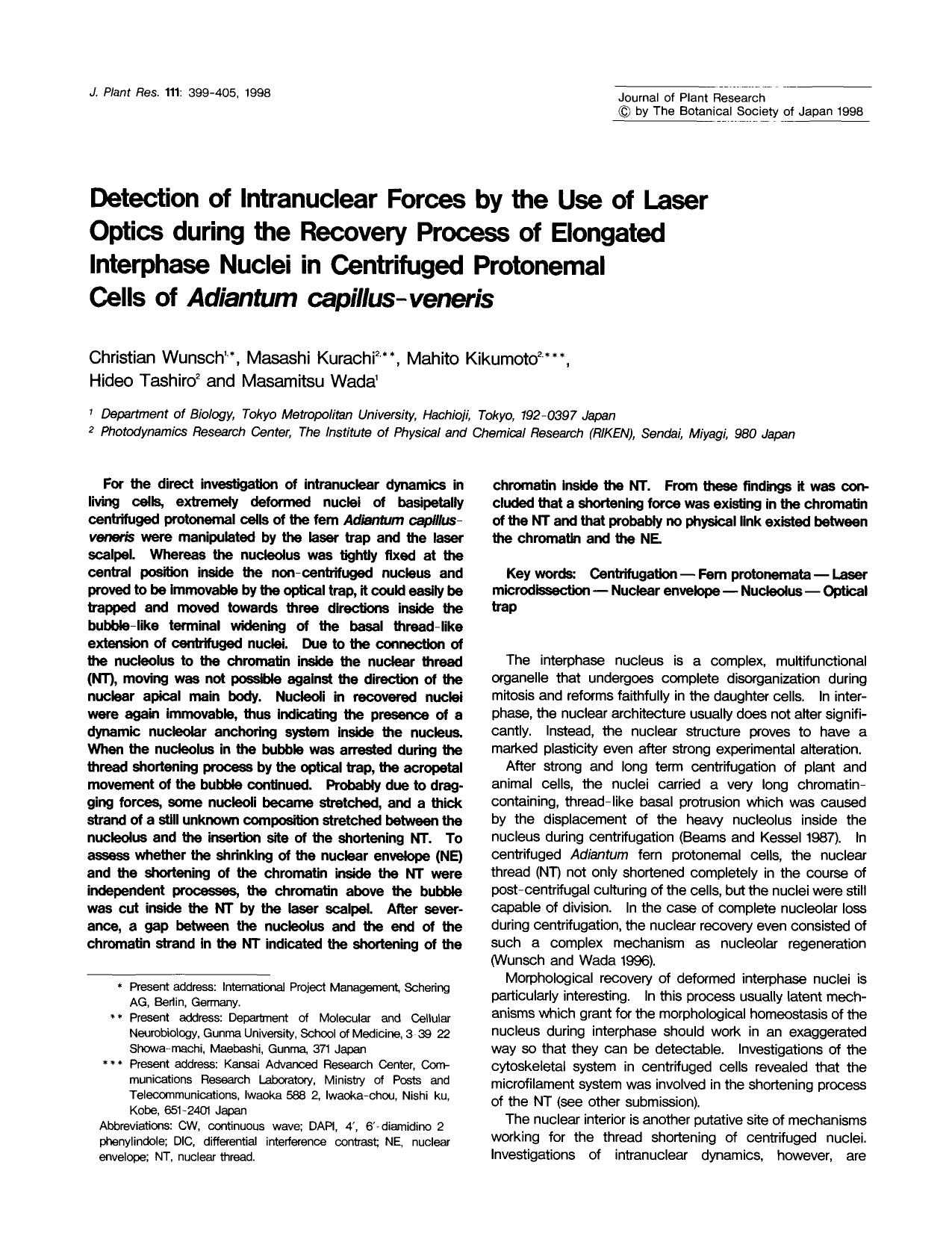 Detection of intranuclear forces by the use of laser optics during the recovery process of elongated interphase nuclei in centrifuged protenemal cells of <Emphasis Type="Italic">Ad by Unknown