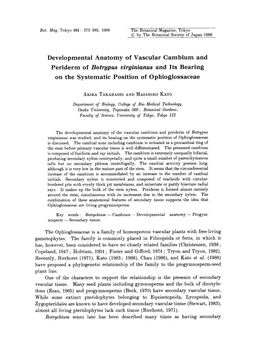Developmental anatomy of vascular cambium and periderm of <Emphasis Type="Italic">Botrypus virginianus <Emphasis> and its bearing on the systematic position of ophioglossaceae by Unknown