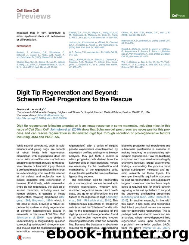 Digit Tip Regeneration and Beyond: Schwann Cell Progenitors to the Rescue by Jessica A. Lehoczky