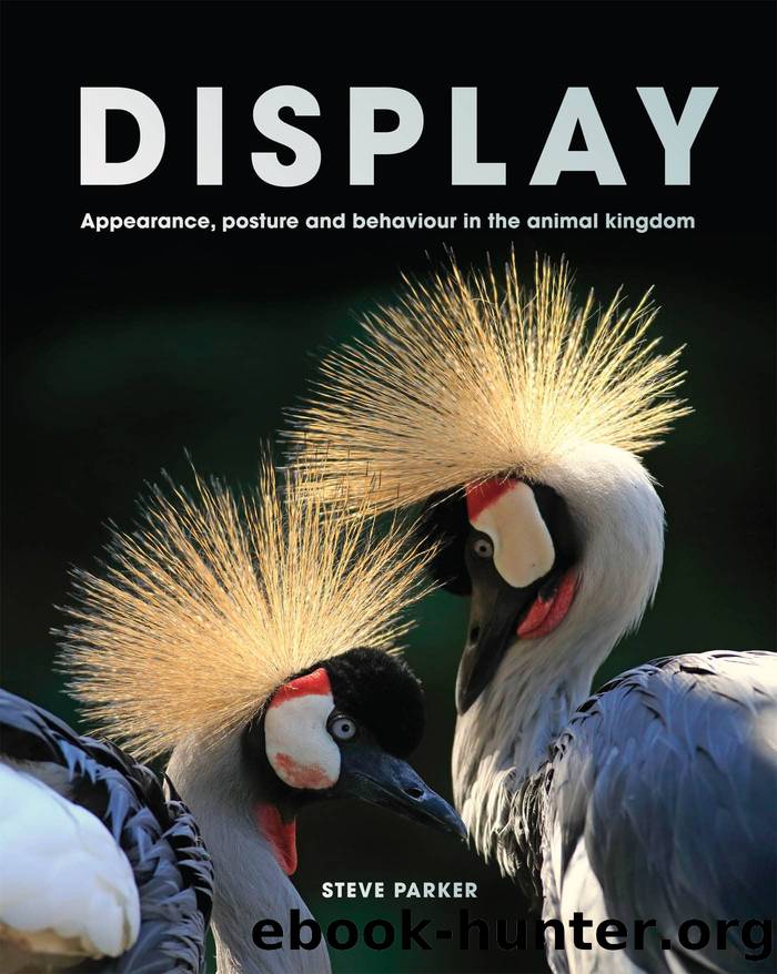 Display: Appearance, posture and behaviour in the animal kingdom by Steve Parker