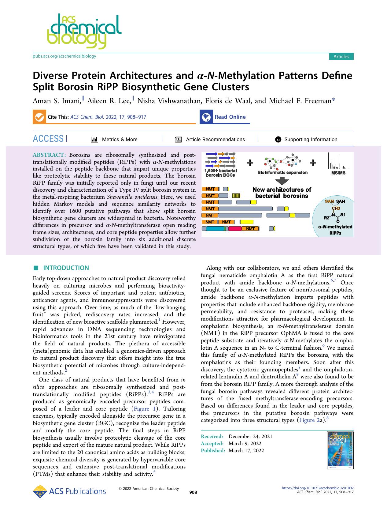 Diverse Protein Architectures and Î±-N-Methylation Patterns Define Split Borosin RiPP Biosynthetic Gene Clusters by Aman S. Imani Aileen R. Lee Nisha Vishwanathan Floris de Waal and Michael F. Freeman