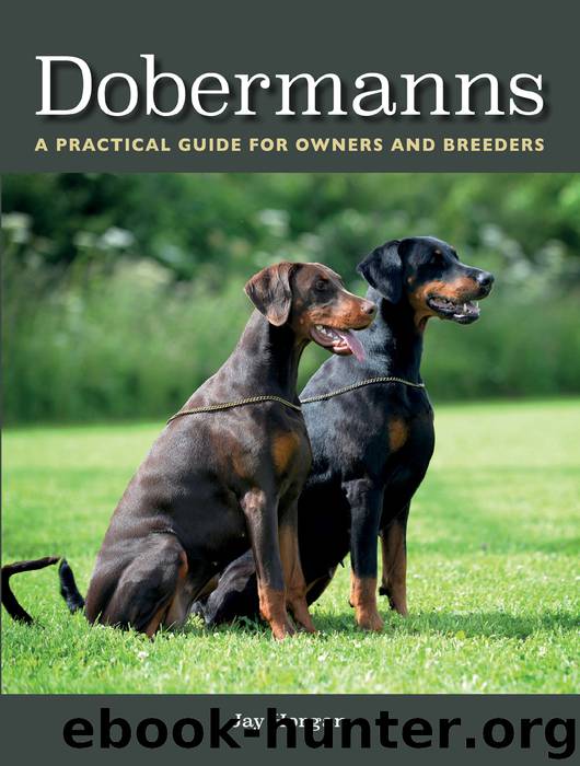 Dobermanns by Jay Horgan