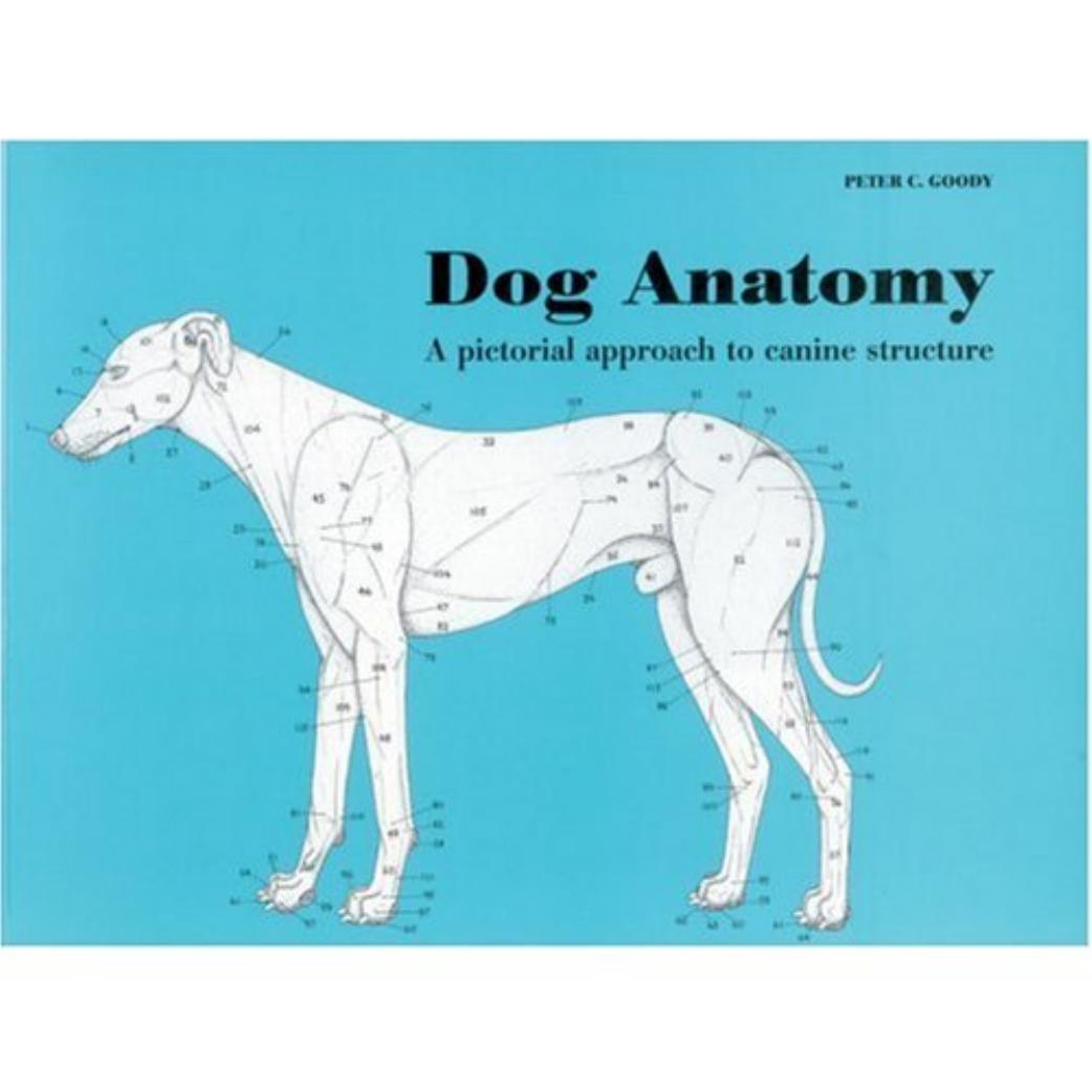 Dog Anatomy by Unknown