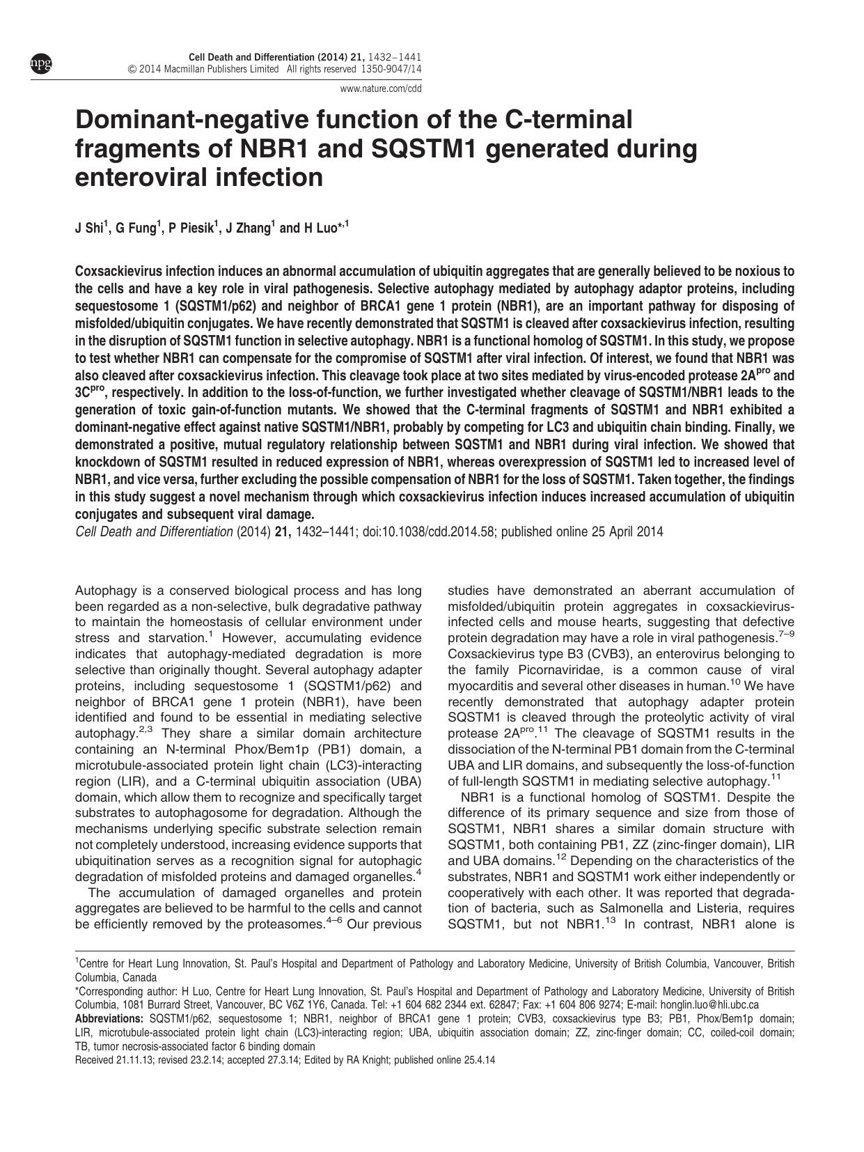 Dominant-negative function of the C-terminal fragments of NBR1 and SQSTM1 generated during enteroviral infection by J Shi & G Fung & P Piesik & J Zhang & H Luo &