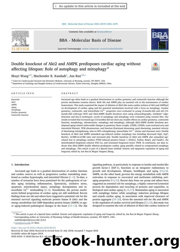 Double knockout of Akt2 and AMPK predisposes cardiac aging without affecting lifespan_ Role of autophagy and mitophagy by Shuyi Wang & Machender R. Kandadi & Jun Ren