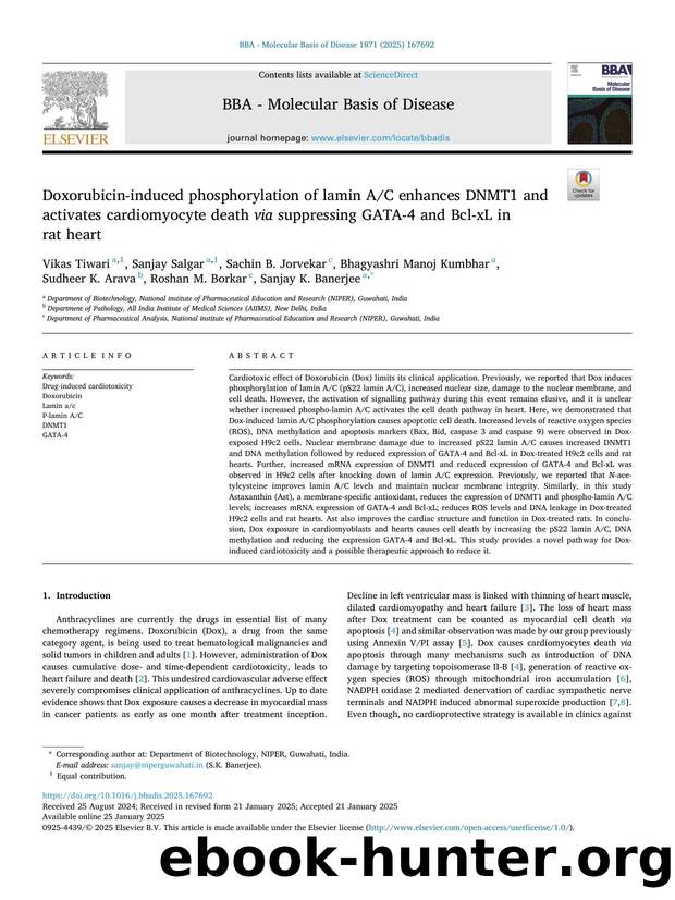 Doxorubicin-induced phosphorylation of lamin AC enhances DNMT1 and activates cardiomyocyte death via suppressing GATA-4 and Bcl-xL in rat heart by unknow