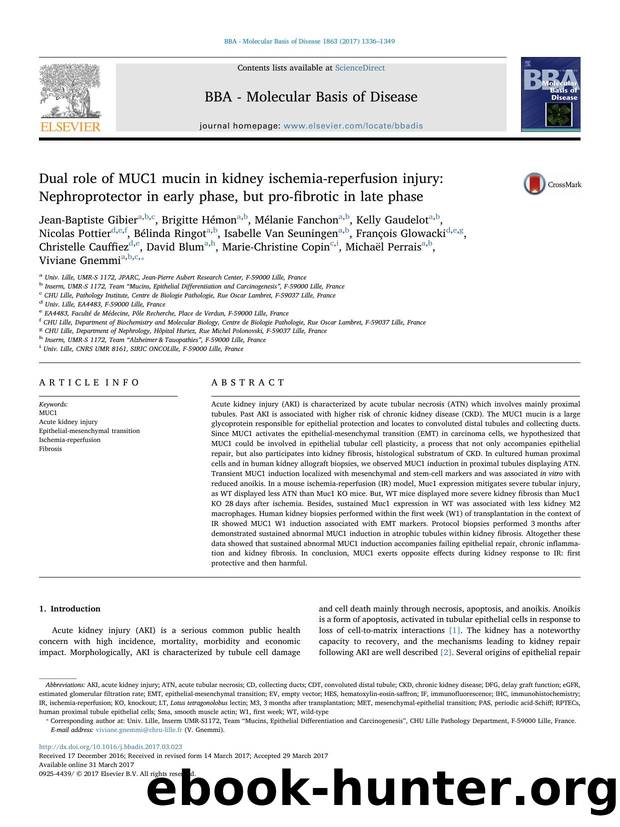 Dual role of MUC1 mucin in kidney ischemia-reperfusion injury_ Nephroprotector in early phase, but pro-fibrotic in late phase by unknow
