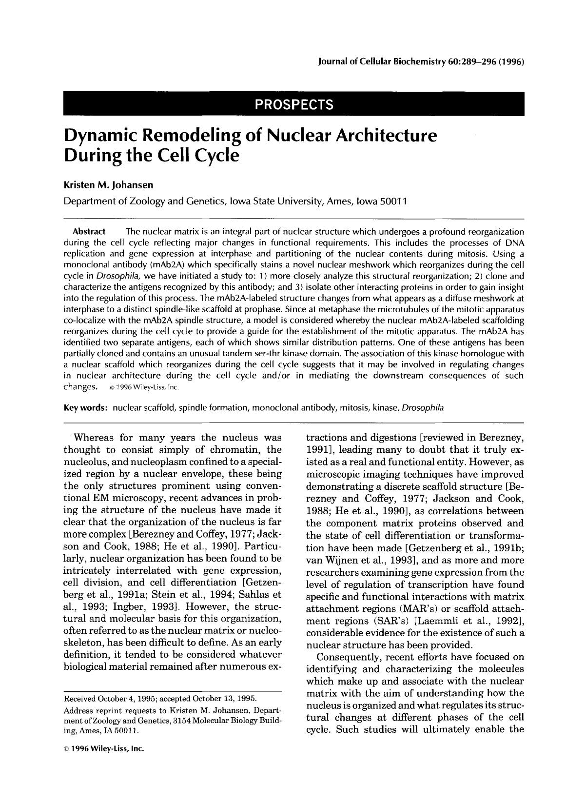 Dynamic remodeling of nuclear architecture during the cell cycle by Unknown