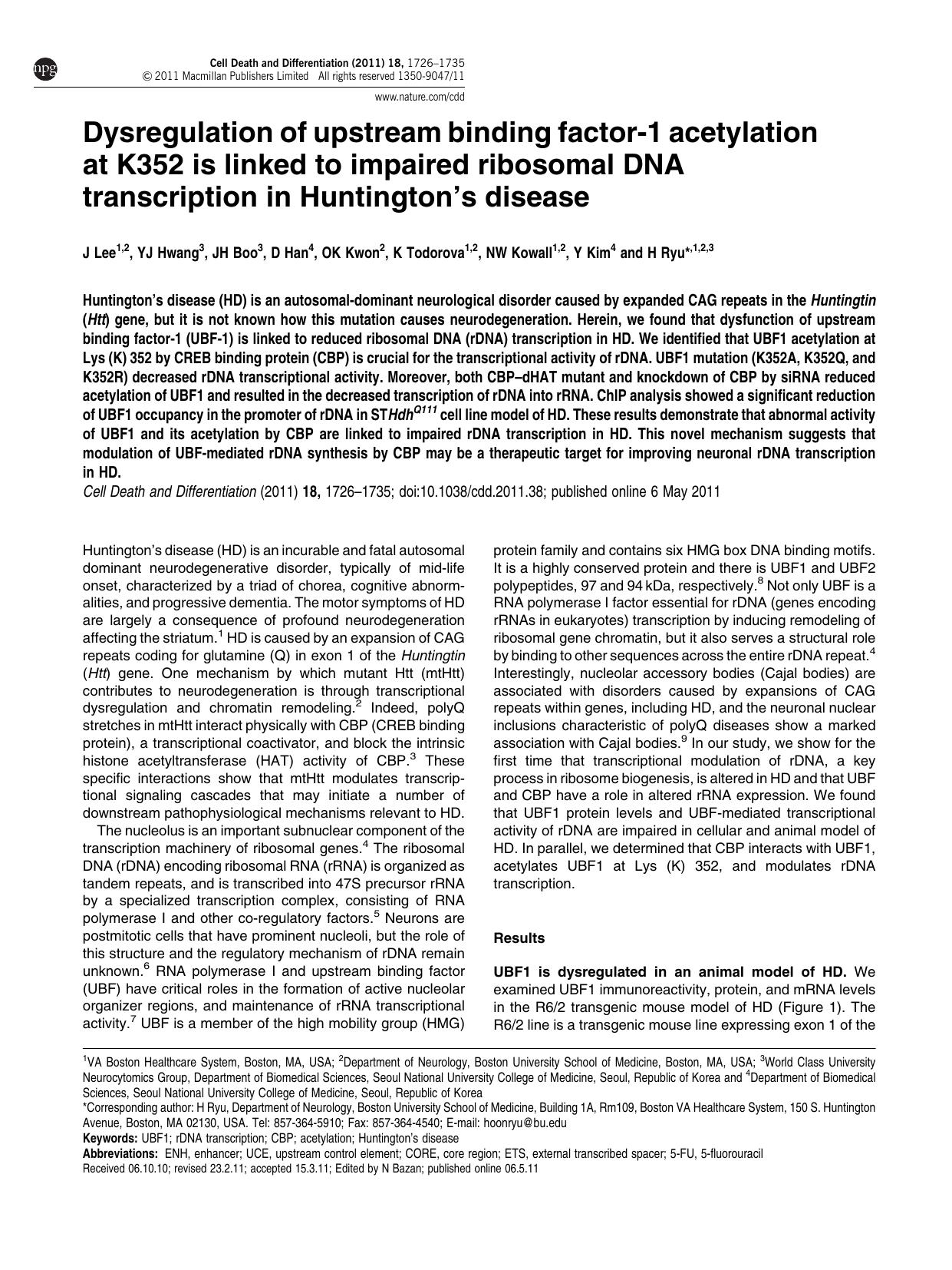 Dysregulation of upstream binding factor-1 acetylation at K352 is linked to impaired ribosomal DNA transcription in Huntington's disease by J Lee & Y J Hwang & J H Boo & D Han & O K Kwon & K Todorova & N W Kowall & Y Kim & H Ryu
