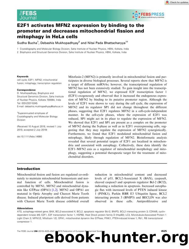 E2F1 activates MFN2 expression by binding to the promoter and decreases mitochondrial fission and mitophagy in HeLa cells by Unknown