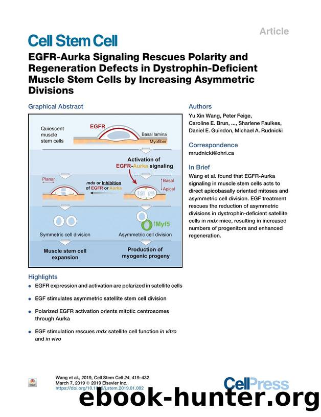 EGFR-Aurka Signaling Rescues Polarity and Regeneration Defects in Dystrophin-Deficient Muscle Stem Cells by Increasing Asymmetric Divisions by unknow