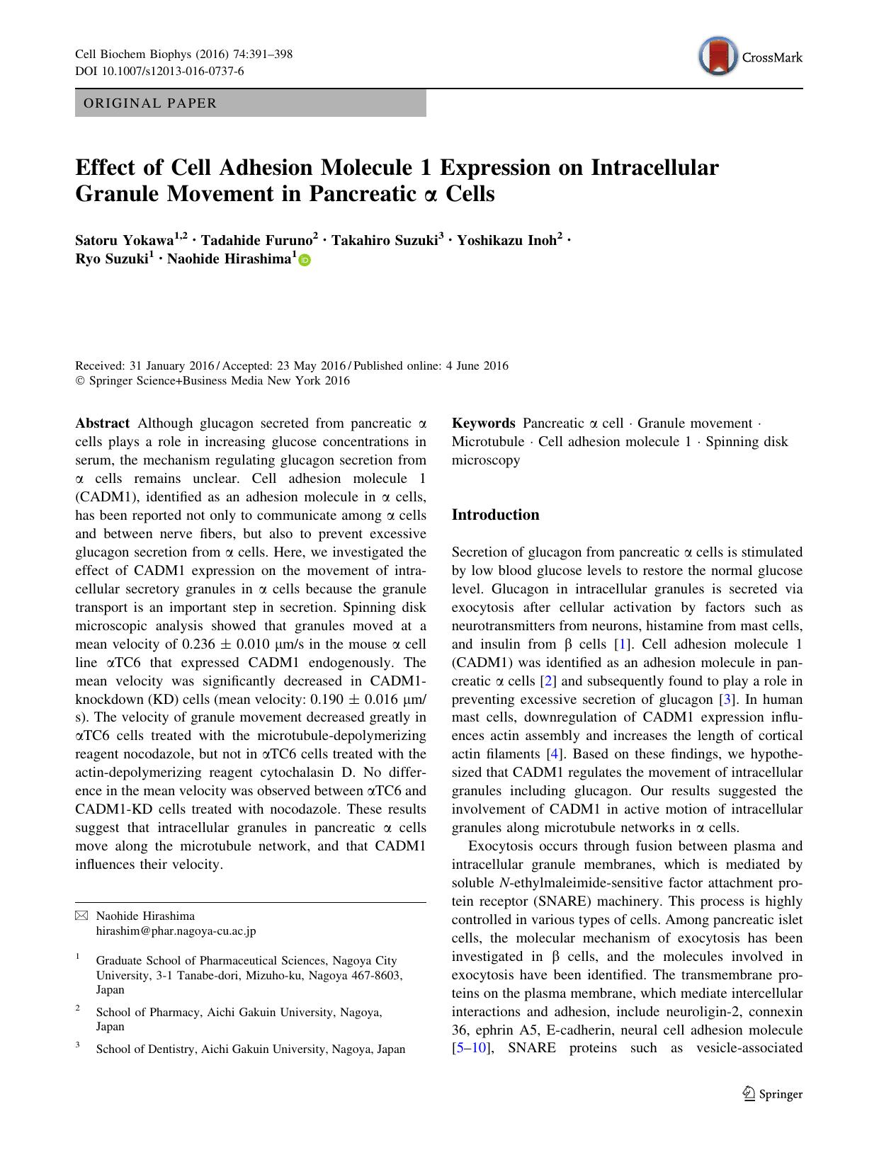 Effect of Cell Adhesion Molecule 1 Expression on Intracellular Granule Movement in Pancreatic Î± Cells by Satoru Yokawa & Tadahide Furuno & Takahiro Suzuki & Yoshikazu Inoh & Ryo Suzuki & Naohide Hirashima
