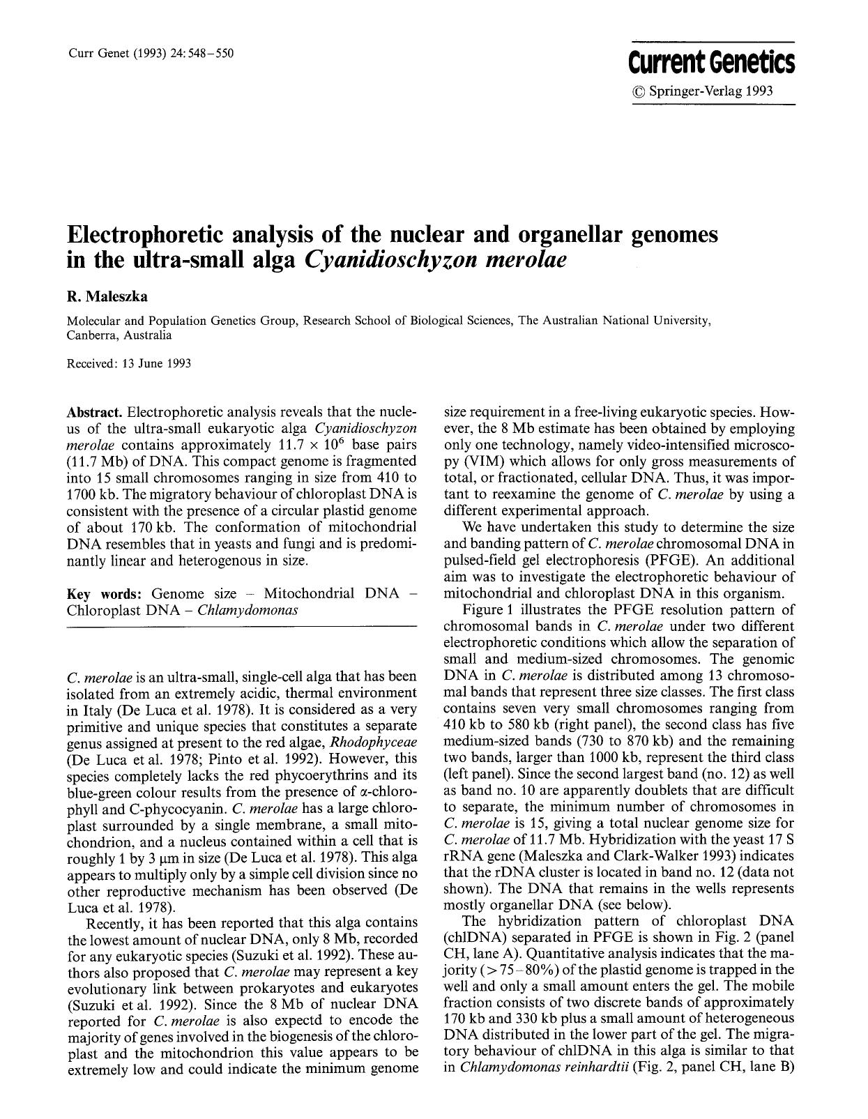 Electrophoretic analysis of the nuclear and organellar genomes in the ultra-small alga <Emphasis Type="Italic">Cyanidioschyzon merolae<Emphasis> by Unknown
