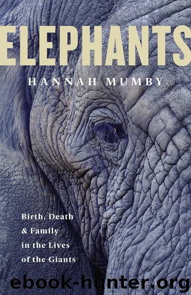 Elephants by Hannah Mumby