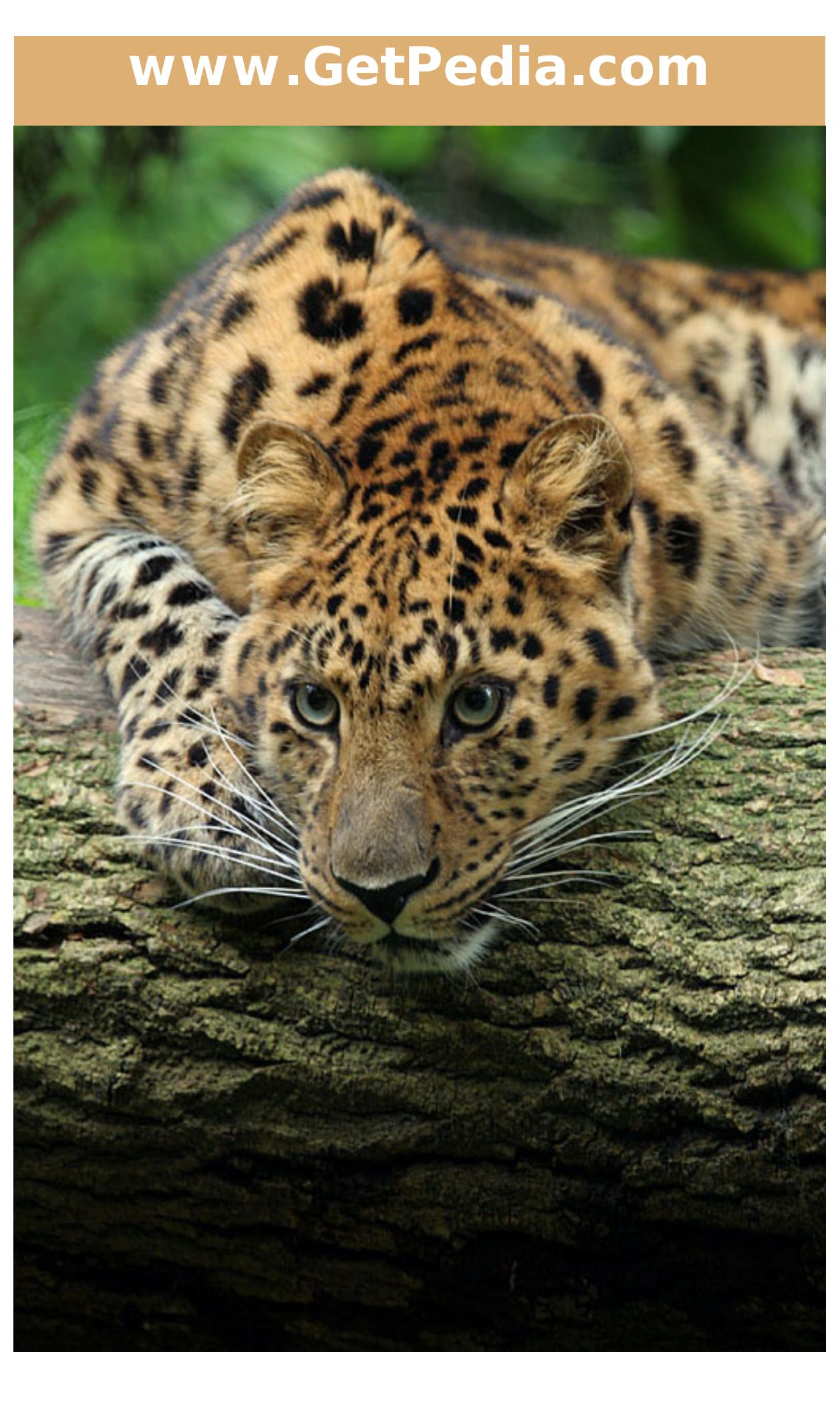 Embedded Systems Firmware Demystified by Ed Sutter