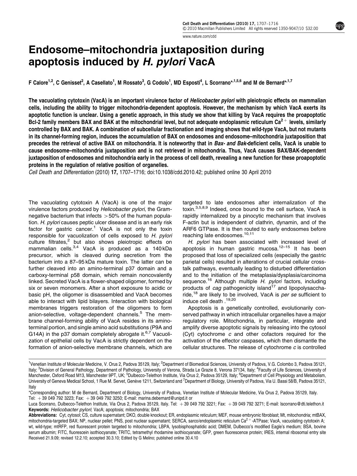 Endosome&ndash;mitochondria juxtaposition during apoptosis induced by H. pylori VacA by F Calore & C Genisset & A Casellato & M Rossato & G Codolo & M D Esposti & L Scorrano & M de Bernard