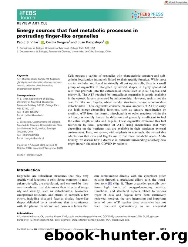 Energy sources that fuel metabolic processes in protruding fingerâlike organelles by Unknown