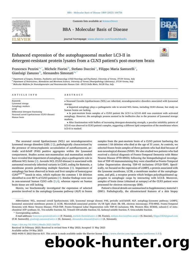 Enhanced expression of the autophagosomal marker LC3-II in detergent - resistant protein lysates from a CLN3 patient's post-mortem brain by unknow