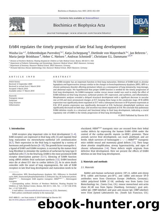 ErbB4 regulates the timely progression of late fetal lung development by unknow