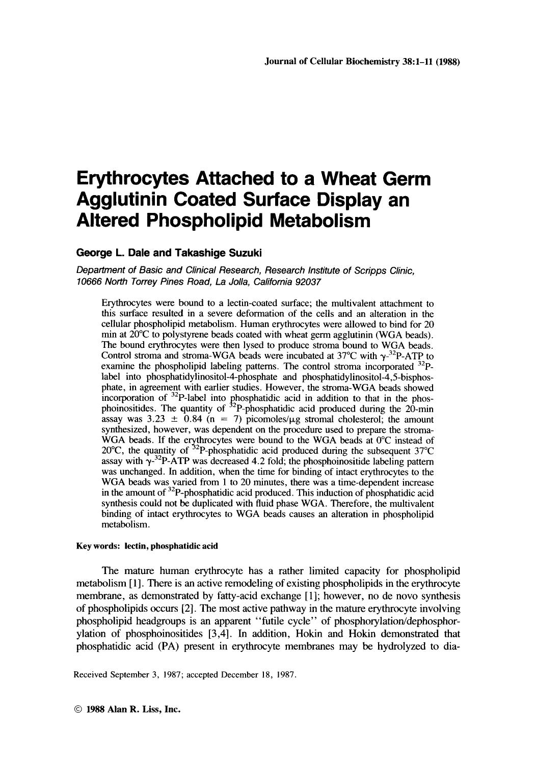 Erythrocytes attached to a wheat germ agglutinin coated surface display an altered phospholipid metabolism by Unknown