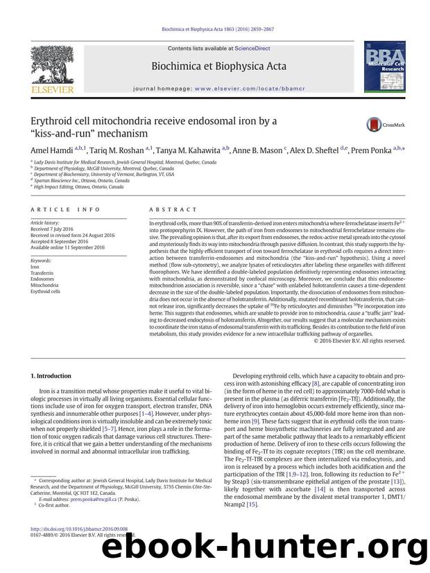 Erythroid cell mitochondria receive endosomal iron by a âkiss-and-runâ mechanism by Amel Hamdi & Tariq M. Roshan & Tanya M. Kahawita & Anne B. Mason & Alex D. Sheftel & Prem Ponka