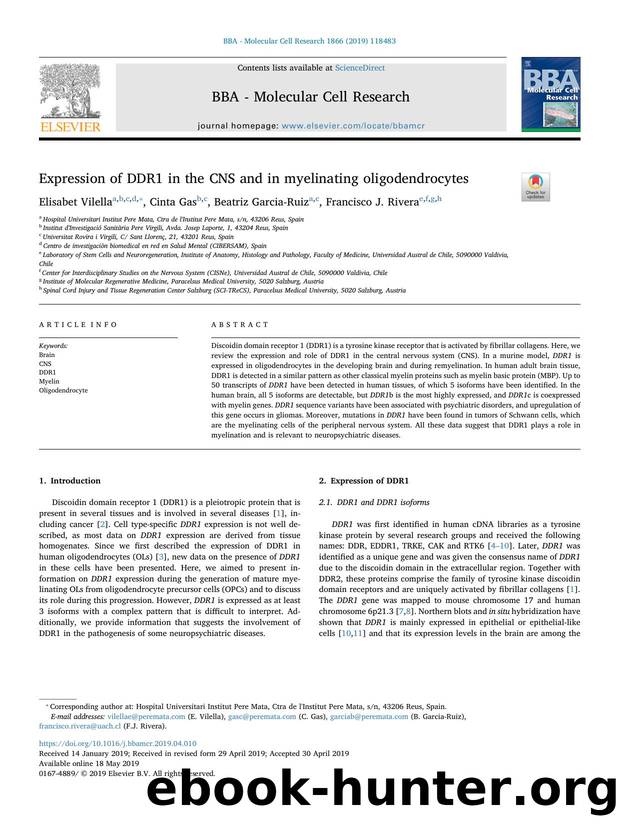 Expression of DDR1 in the CNS and in myelinating oligodendrocytes by Elisabet Vilella & Cinta Gas & Beatriz Garcia-Ruiz & Francisco J. Rivera