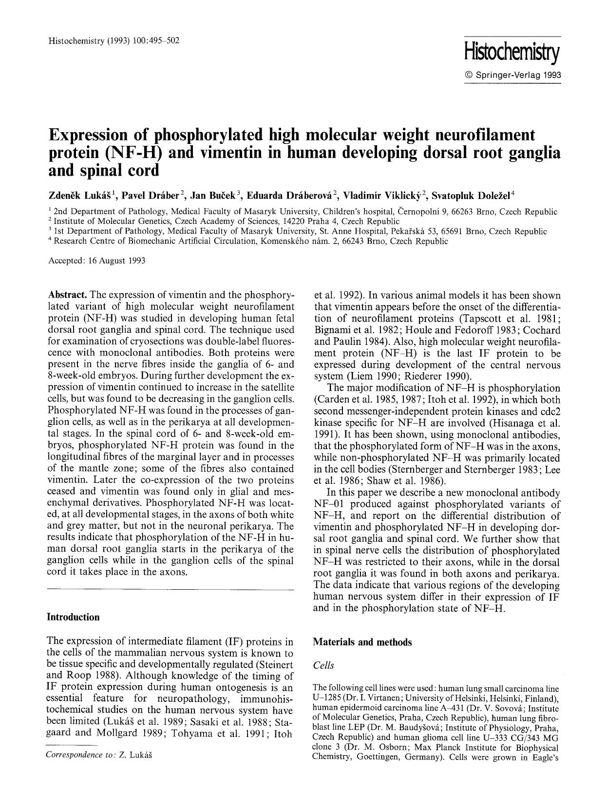 Expression of phosphorylated high molecular weight neurofilament protein (NF-H) and vimentin in human developing dorsal root ganglia and spinal cord by Unknown