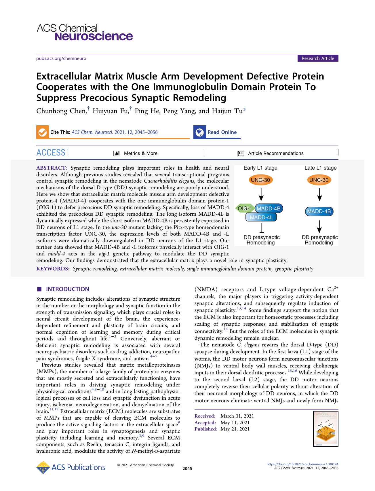 Extracellular Matrix Muscle Arm Development Defective Protein Cooperates with the One Immunoglobulin Domain Protein To Suppress Precocious Synaptic Remodeling by Chunhong Chen Huiyuan Fu Ping He Peng Yang and Haijun Tu