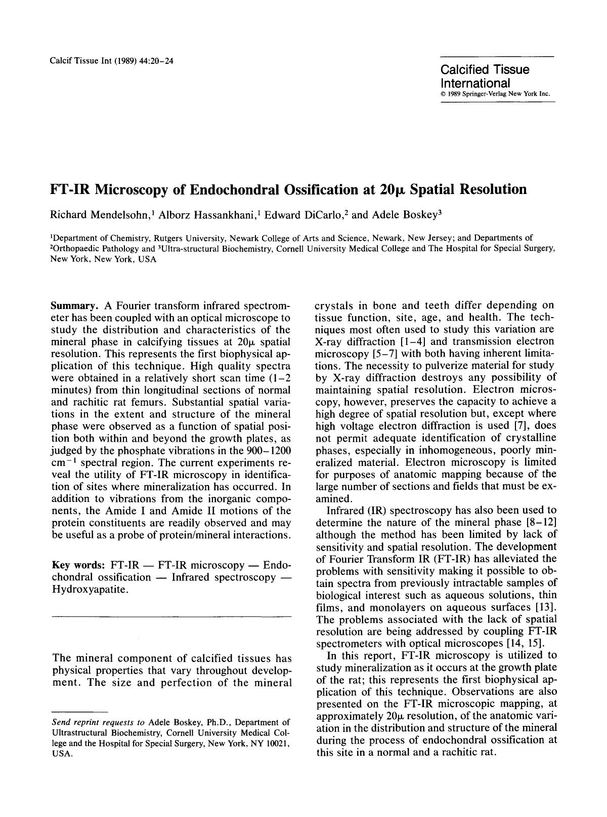 FT-IR microscopy of endochondral ossification at 20μ spatial resolution by Unknown