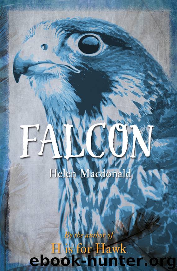 Falcon by Helen Macdonald