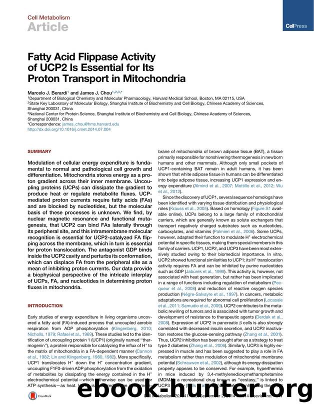 Fatty Acid Flippase Activity of UCP2 Is Essential for Its Proton Transport in Mitochondria by Marcelo J. Berardi & James J. Chou