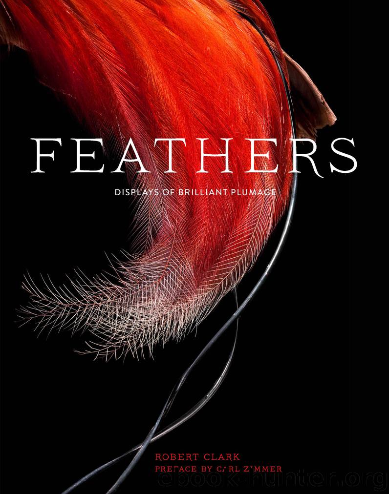 Feathers by Robert Clark