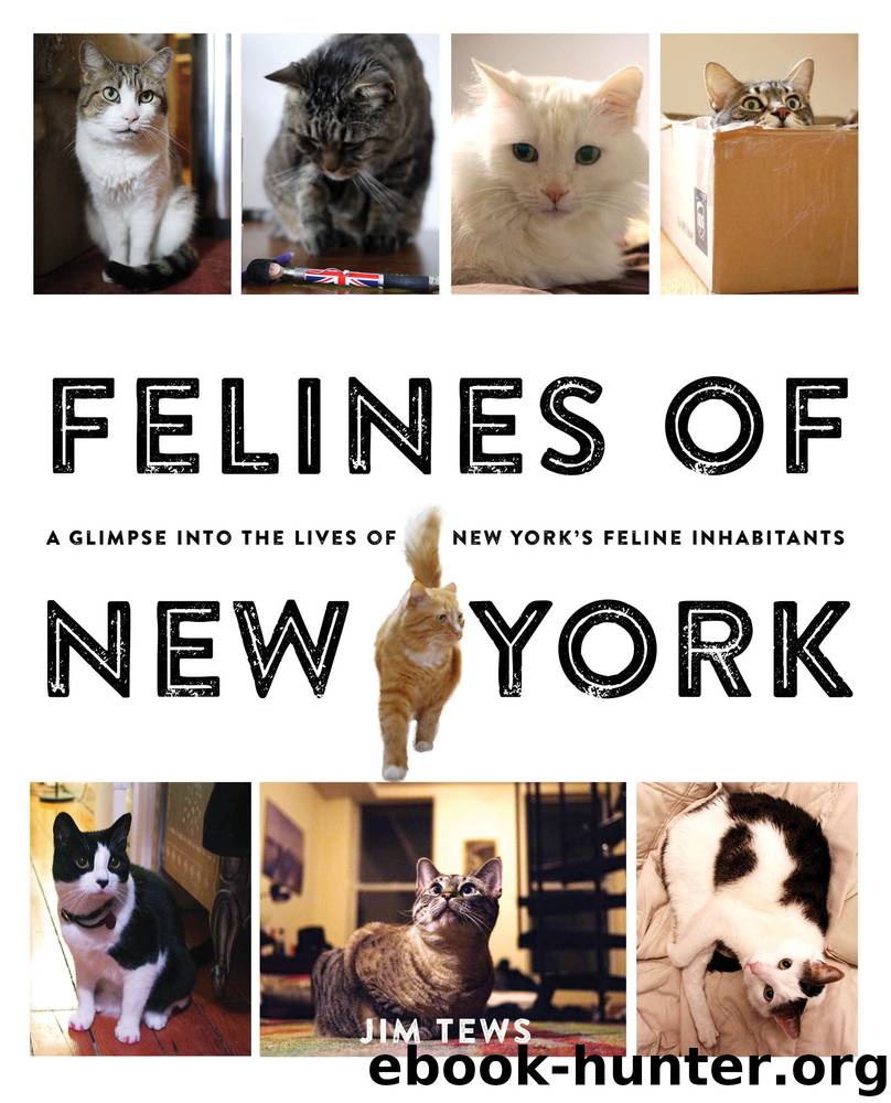 Felines of New York by Jim Tews