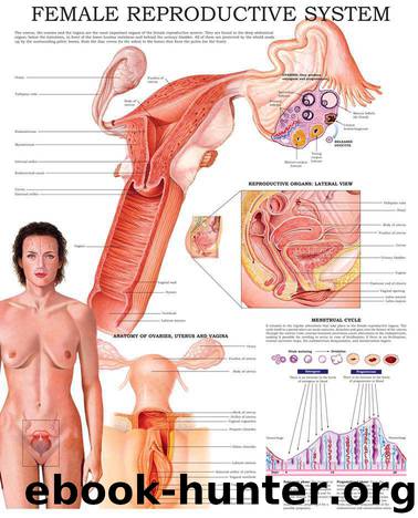 Female reproductive system e-chart: Quick reference guide by HC-HealthComm