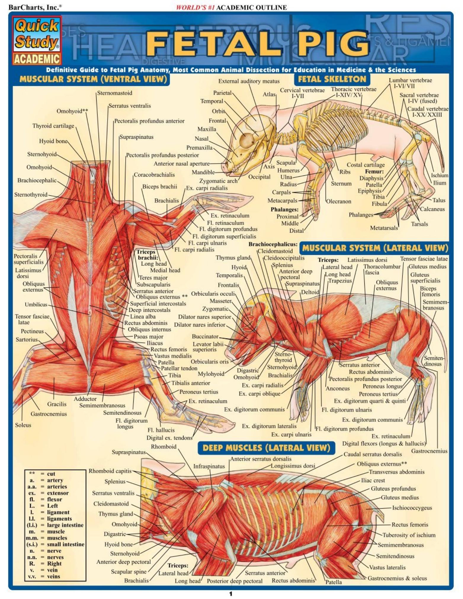 Fetal Pig by Vincent Perez