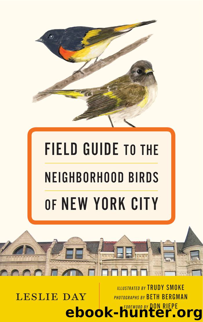 Field Guide to the Neighborhood Birds of New York City by Leslie Day