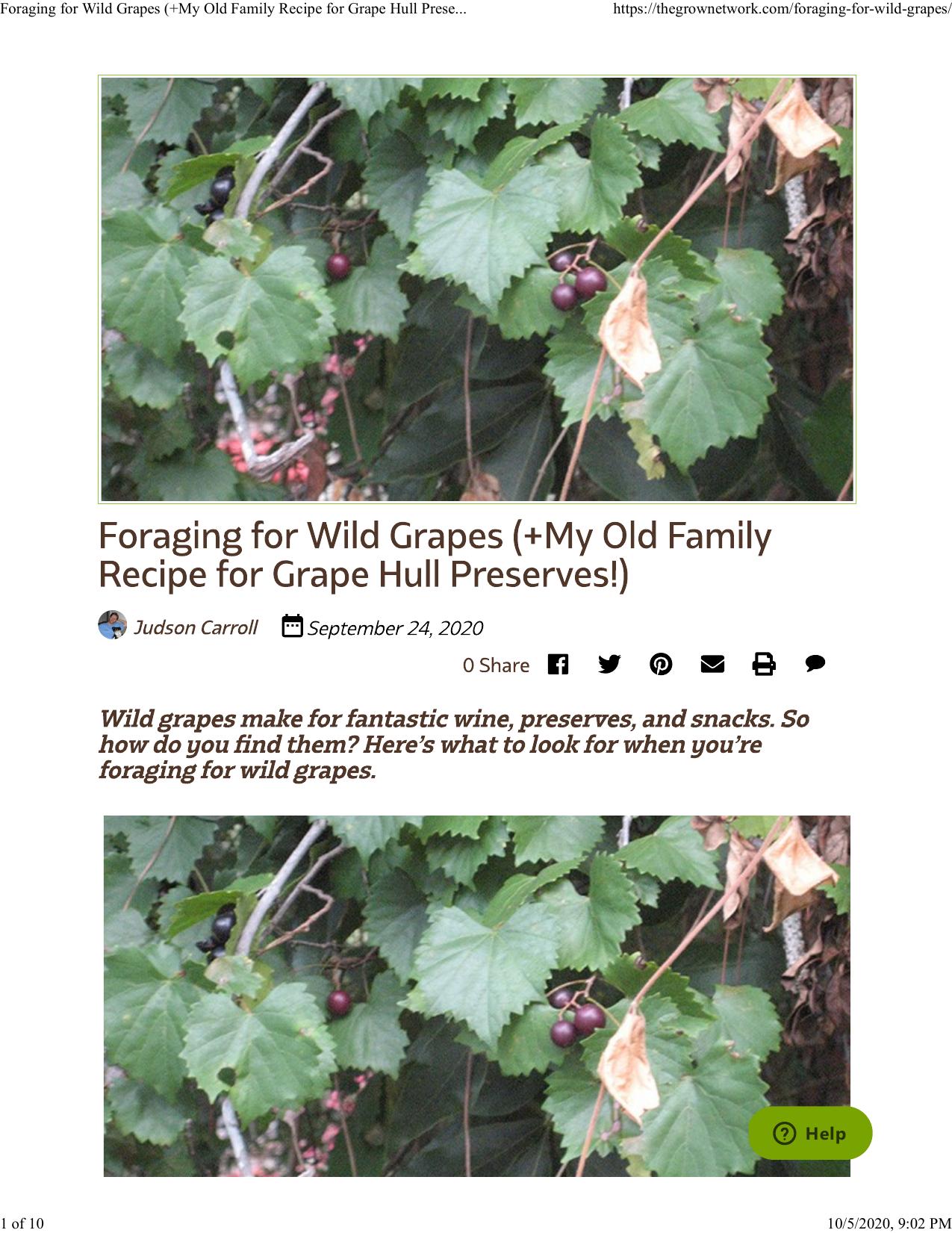 Foraging for Wild Grapes (+My Old Family Recipe for Grape Hull Preserves!) by Judson Carroll
