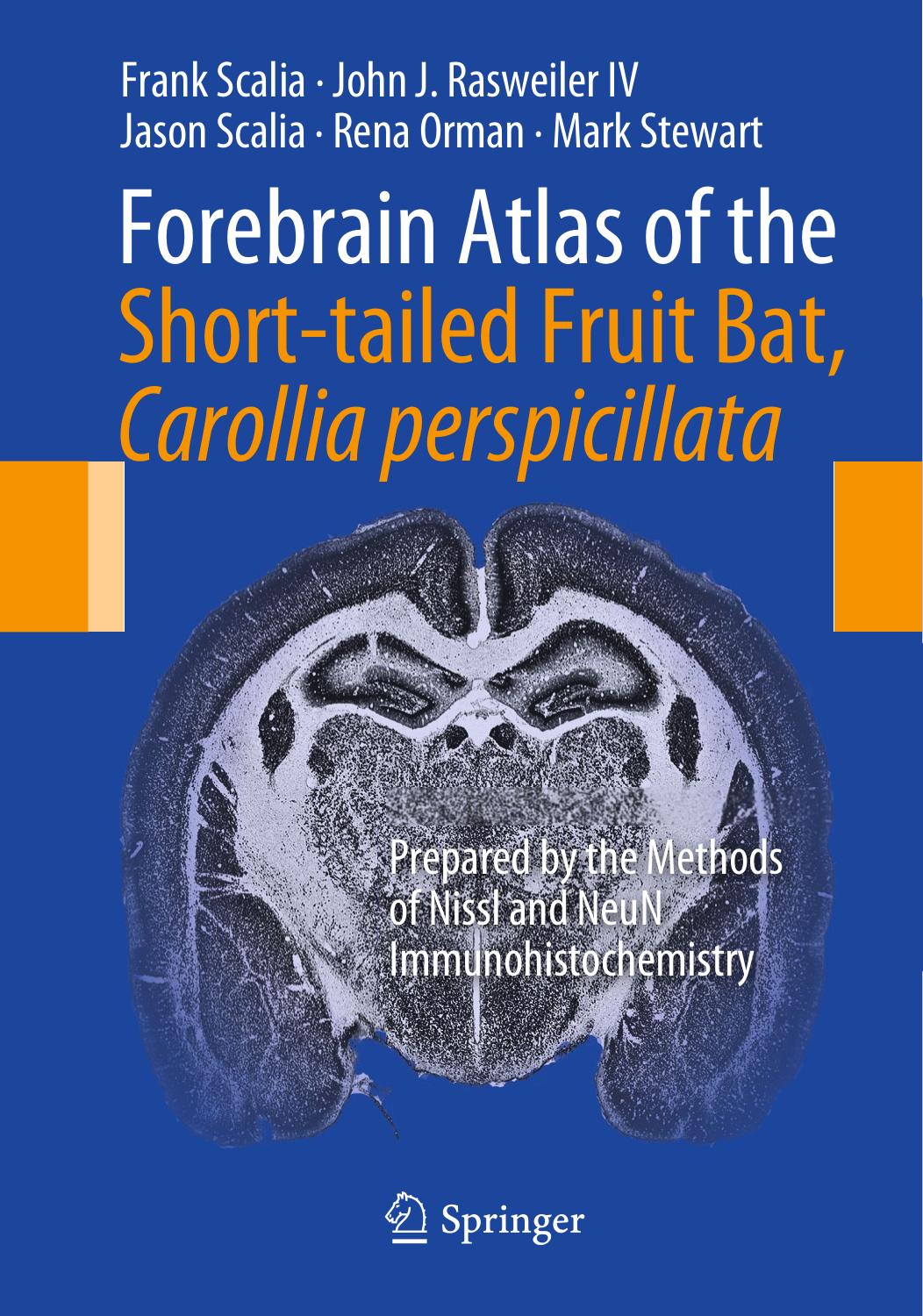 Forebrain Atlas of the Short-tailed Fruit Bat, Carollia perspicillata: Prepared by the Methods of Nissl and NeuN Immunohistochemistry by Frank Scalia John J Rasweiler IV Jason Scalia Rena Orman Mark Stewart (auth.)