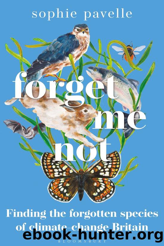 Forget Me Not: Finding the Forgotten Species of Climate-Change Britain by Sophie Pavelle