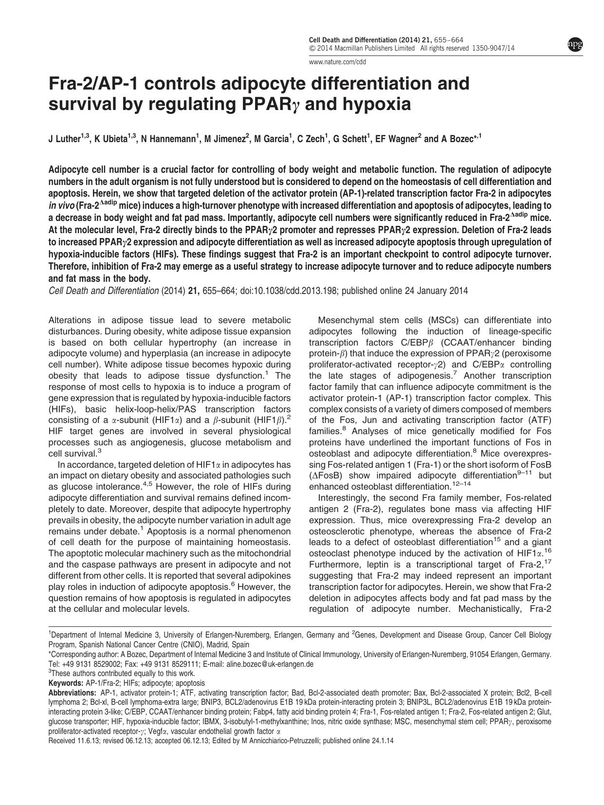 Fra-2&sol;AP-1 controls adipocyte differentiation and survival by regulating PPAR&gamma; and hypoxia by unknow