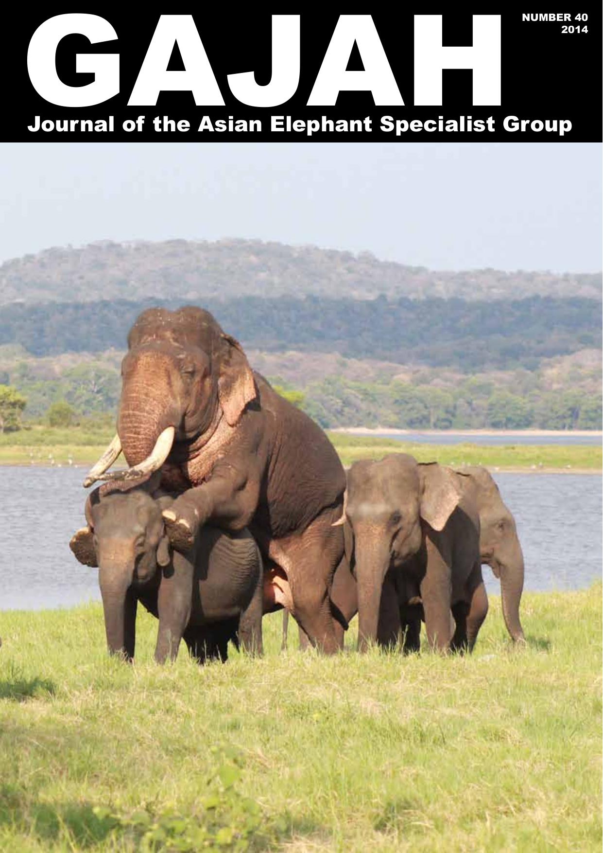 GAJAH - 40 by Jayantha Jayewardene