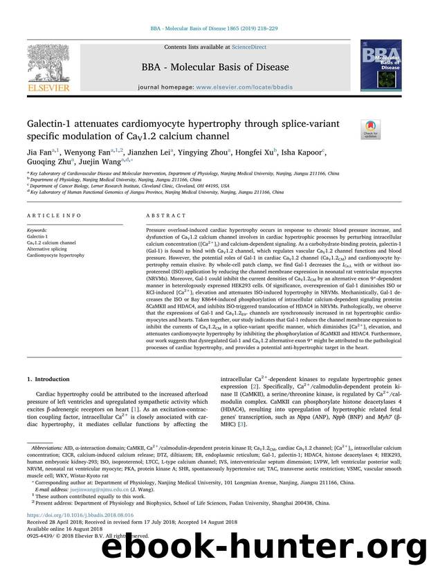 Galectin-1 attenuates cardiomyocyte hypertrophy through splice-variant specific modulation of CaV1.2 calcium channel by unknow