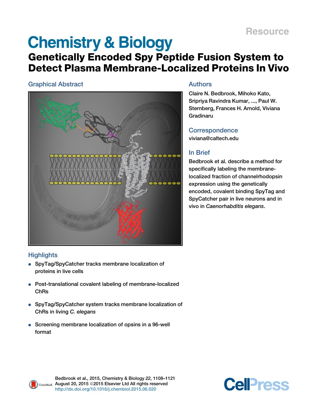 Genetically Encoded Spy Peptide Fusion System to Detect Plasma Membrane-Localized Proteins In&nbsp;Vivo by unknow