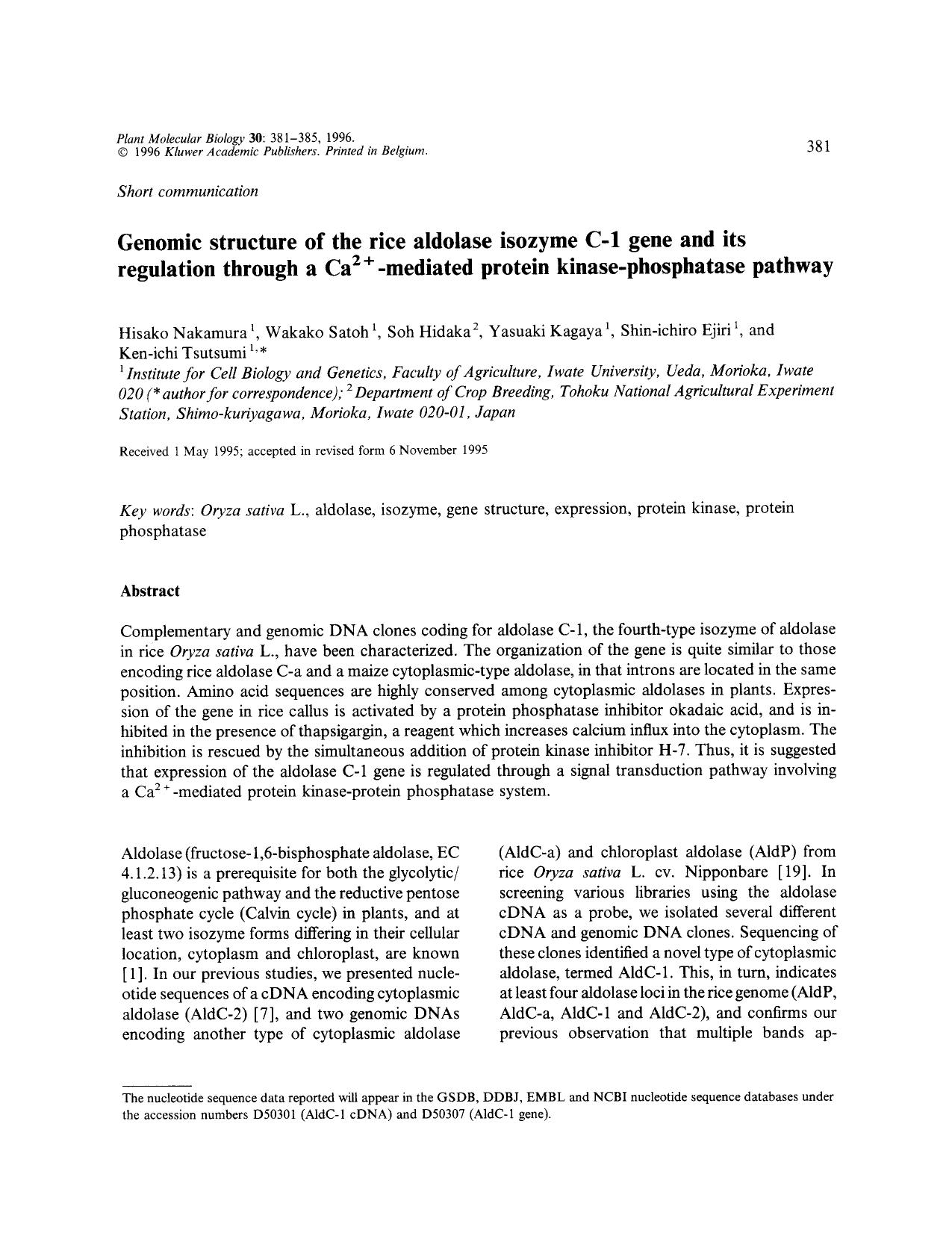 Genomic structure of the rice aldolase isozyme C-1 gene and its regulation through a Ca <Superscript>2+ <Superscript>-mediated protein kinase-phosphatase pathway by Unknown