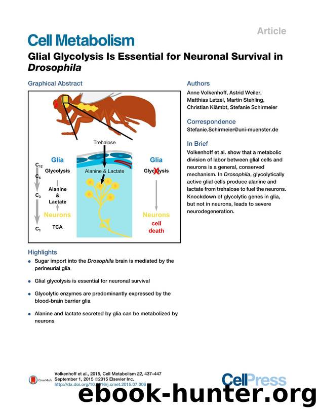 Glial Glycolysis Is Essential for Neuronal Survival in Drosophila by unknow