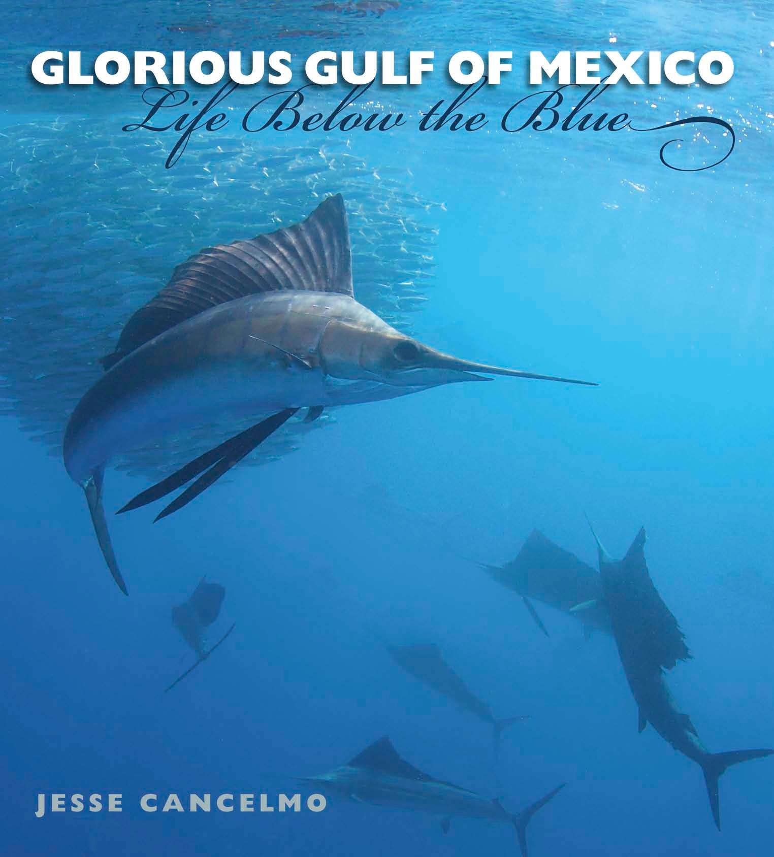 Glorious Gulf of Mexico: Life Below the Blue by Jesse Cancelmo
